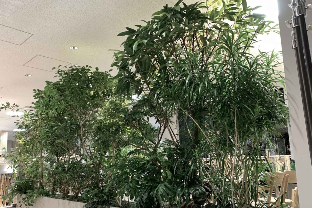 京都の室内緑化、観葉植物リースを手がけるplantwiseのインドアグリーンデザイン