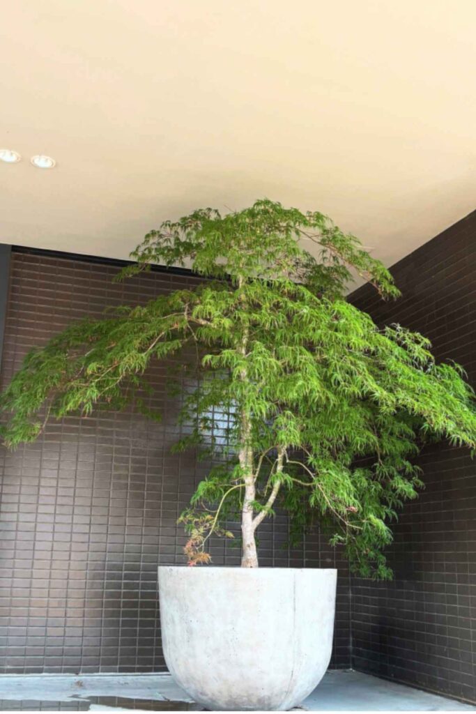 京都を拠点に活動するランドスケープデザインスタジオplantwiseが植栽した奈良のホテルのモミジ