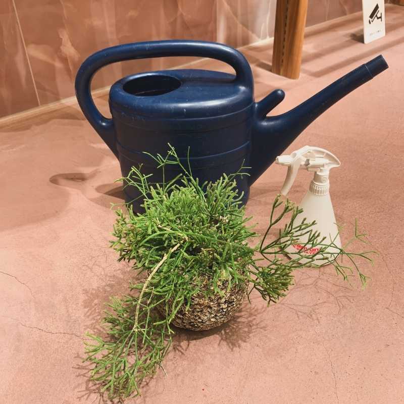 京都の植栽設計・室内緑化を手がけるplantwise KYOTO。京都の室内緑化サービスの紹介。観賞植物レンタル・植物リースサービス。
