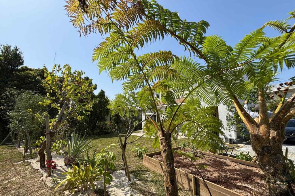 京都を拠点に活動するランドスケープデザインスタジオplantwiseが植栽設計した沖縄今帰仁村のパーマカルチャー　ヒカゲヘゴ