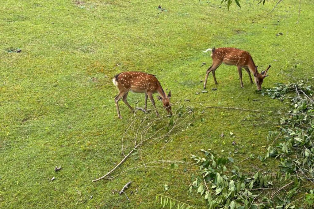 京都を拠点に活動するランドスケープデザインスタジオplantwiseが剪定した枝を奈良公園の鹿が食べている循環を感じた瞬間