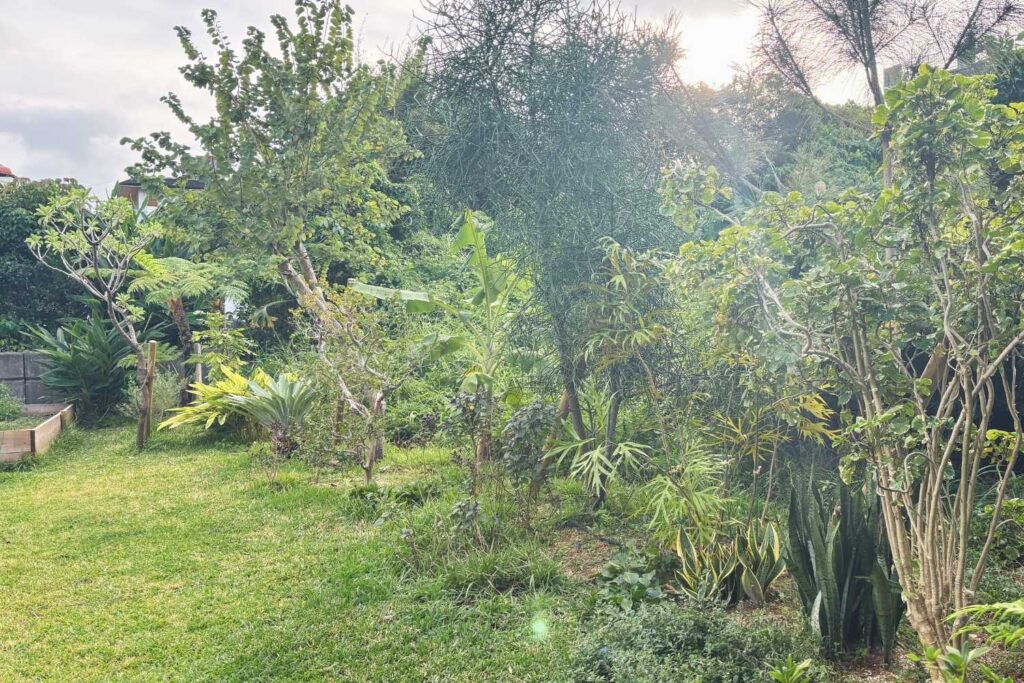 沖縄今帰仁村のエディブルガーデンデザイン植栽