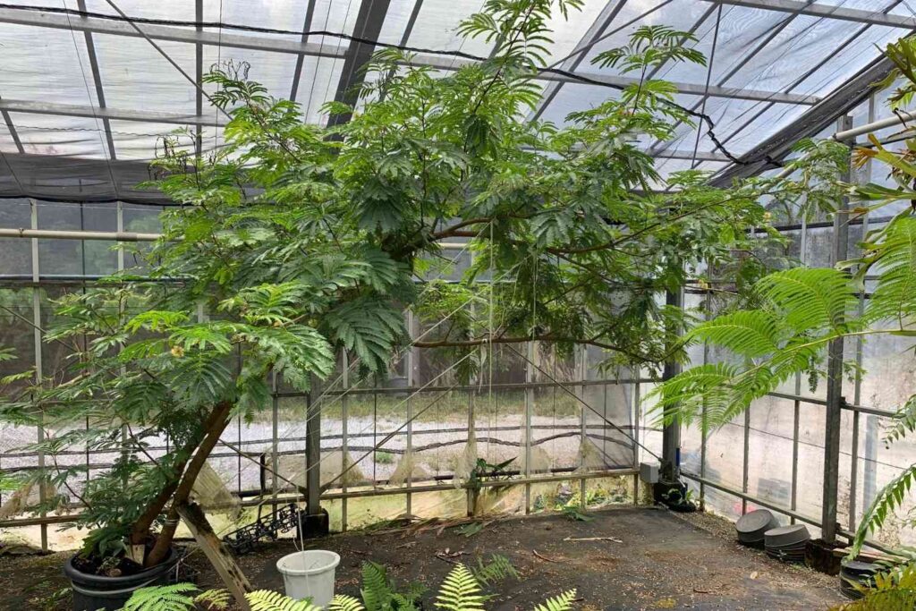 生命力の溢れるエバーフレッシュ。京都の観葉植物リースや室内緑化サービス。