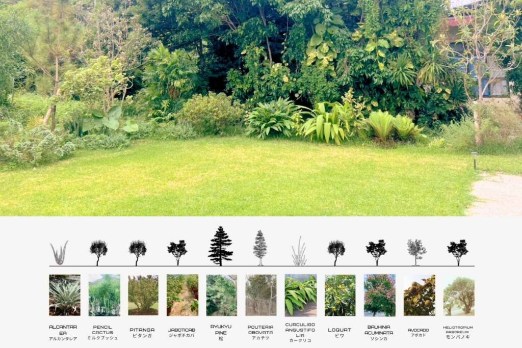 京都を拠点に活動するランドスケープデザインスタジオplantwiseの沖縄今帰仁の庭の樹種構成