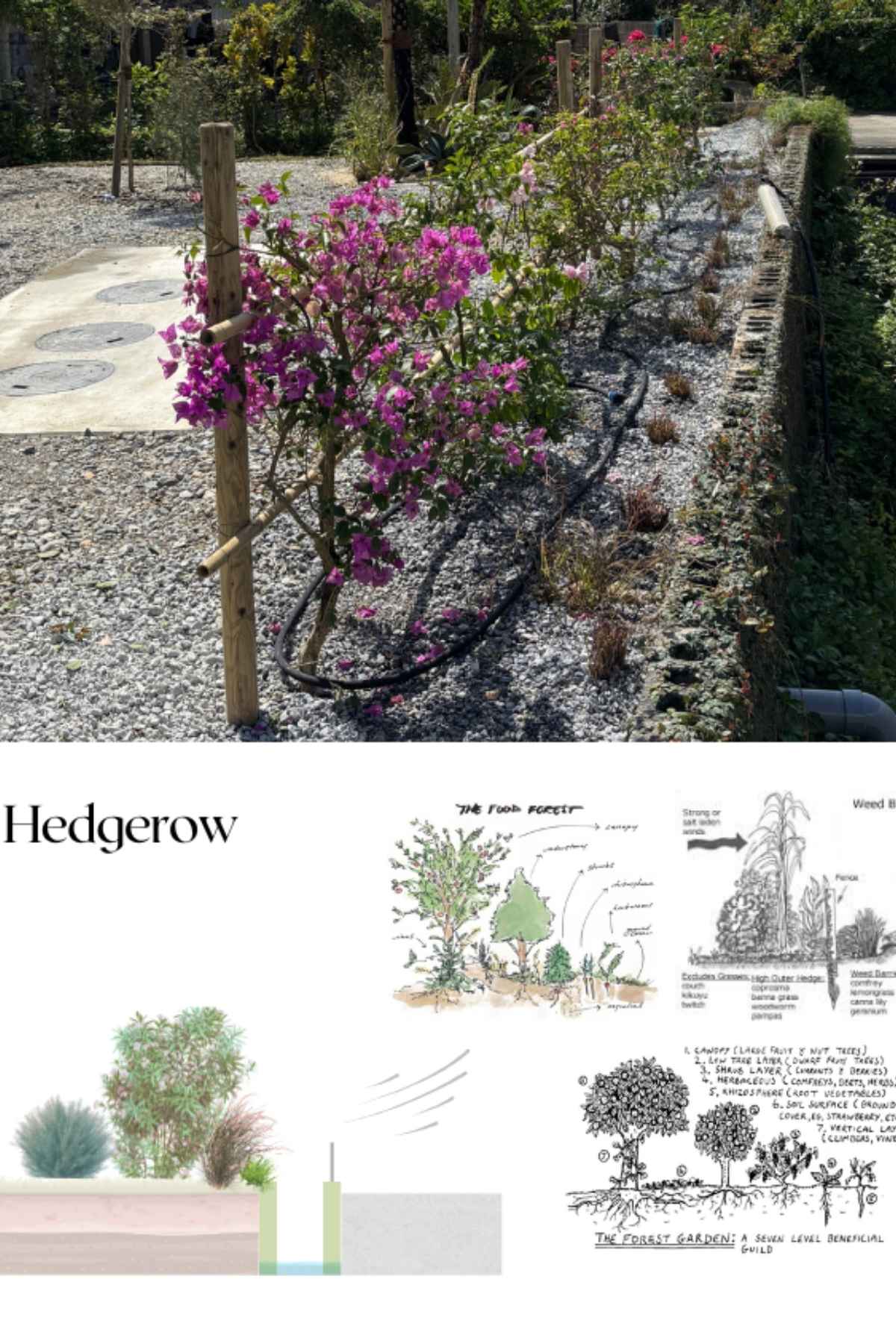 京都を拠点に活動するランドスケープデザインスタジオplantwiseが植栽設計した沖縄今帰仁村の庭の防風柵