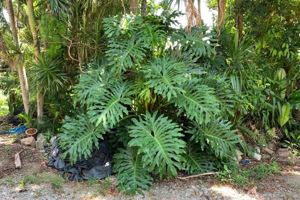 巨大なセローム。室内緑化やオフィス緑化に使用されるインドアプランツ。