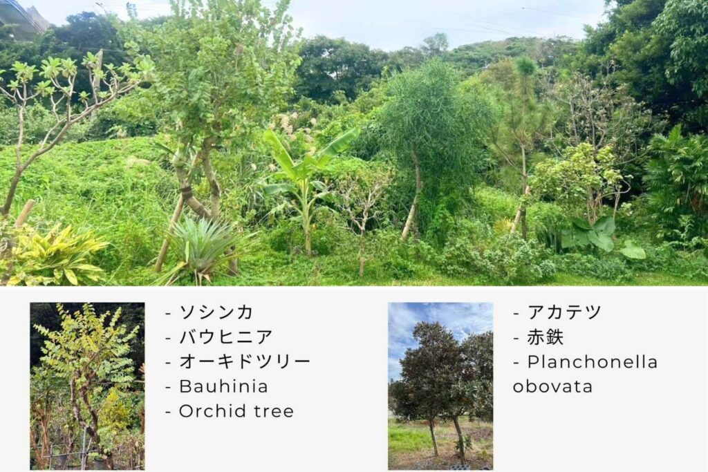 京都を拠点に活動するランドスケープデザインスタジオplantwiseが植栽設計した沖縄今帰仁村ソシンカ・アカテツ