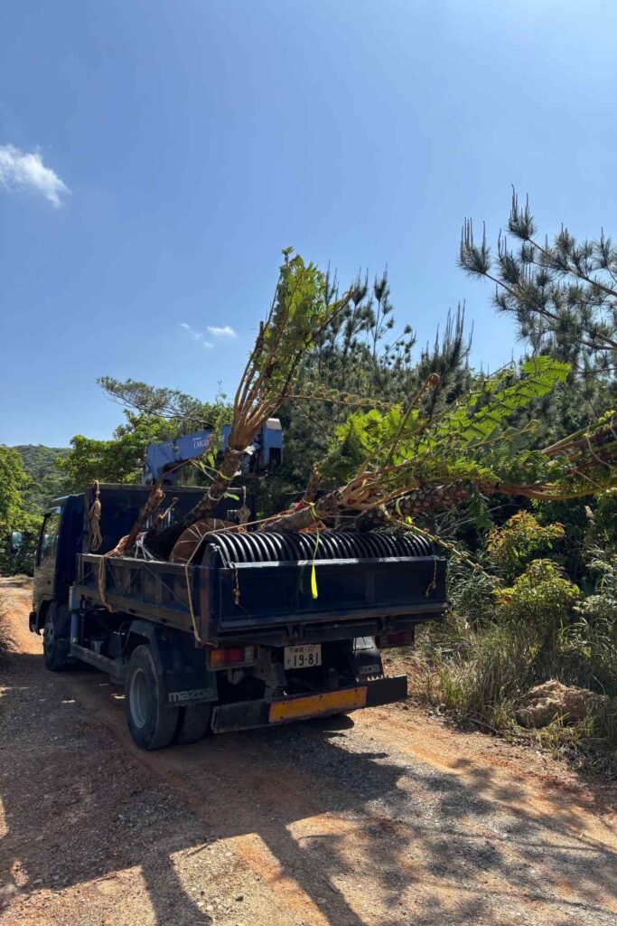 京都を拠点に活動するランドスケープデザインスタジオplantwiseが植栽設計した沖縄今帰仁村のヒカゲヘゴの仕入れ