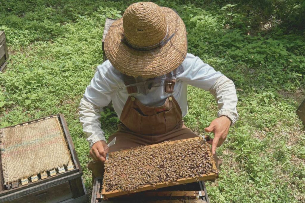 京都を拠点に活動するランドスケープデザインスタジオplantwise KYOTOが岐阜で行う養蜂活動。蜜源植物の果樹園造り。