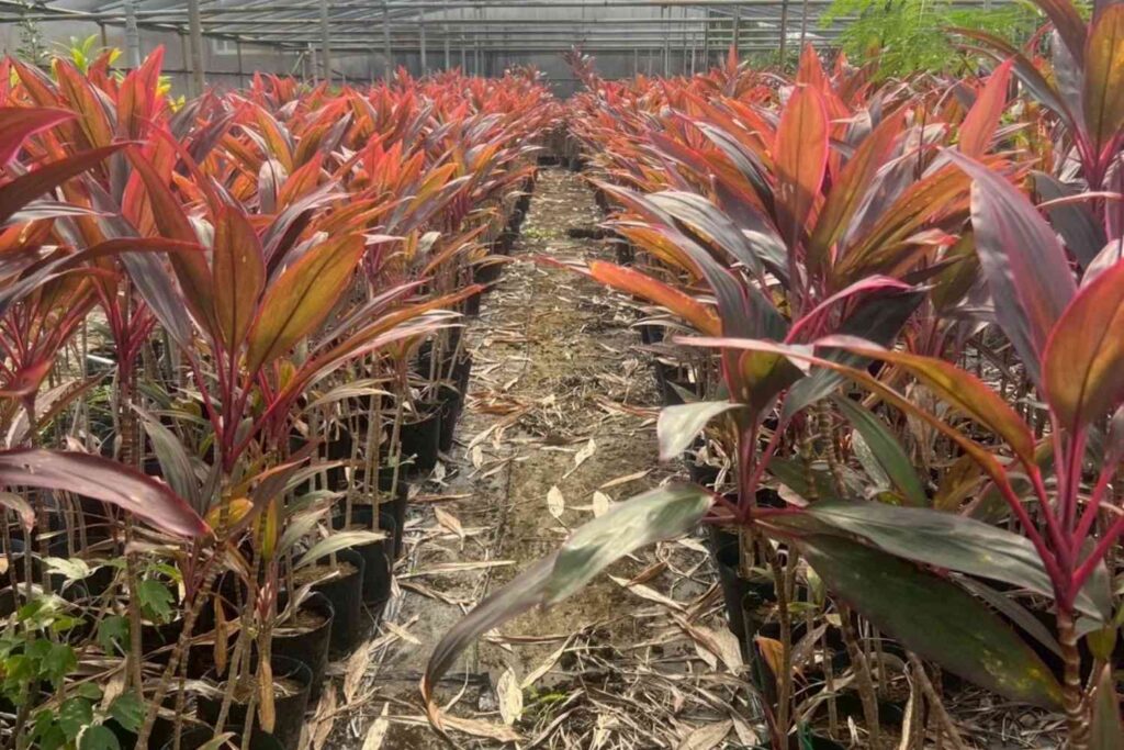 レッドコルジリネ。室内緑化やオフィス緑化にも使用できるインドアグリーン。