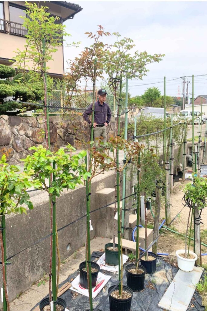 京都を拠点に活動するランドスケープデザインスタジオplantwiseが植栽した時に会った偉大な宝塚のバラ農家さん