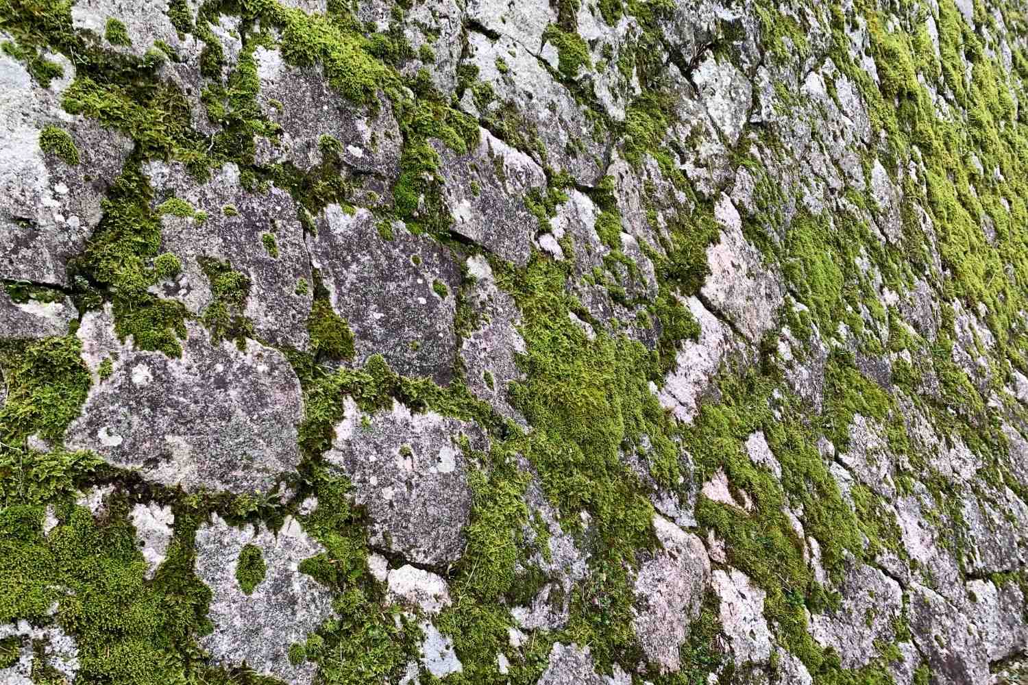 滋賀県の苔の保護活動。環境植物メンテナンス。