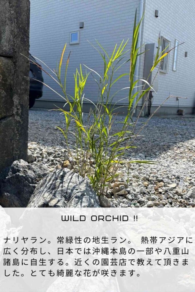 京都のランドスケープデザインスタジオplantwiseが今帰仁村で植えたナリヤラン