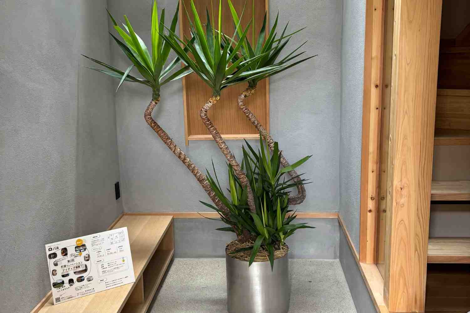 京都のモデルハウスの観葉植物コーディネート納品