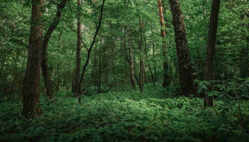 京都を拠点のランドスケープスタジオplantwiseの考えの基となる京都の森の植生