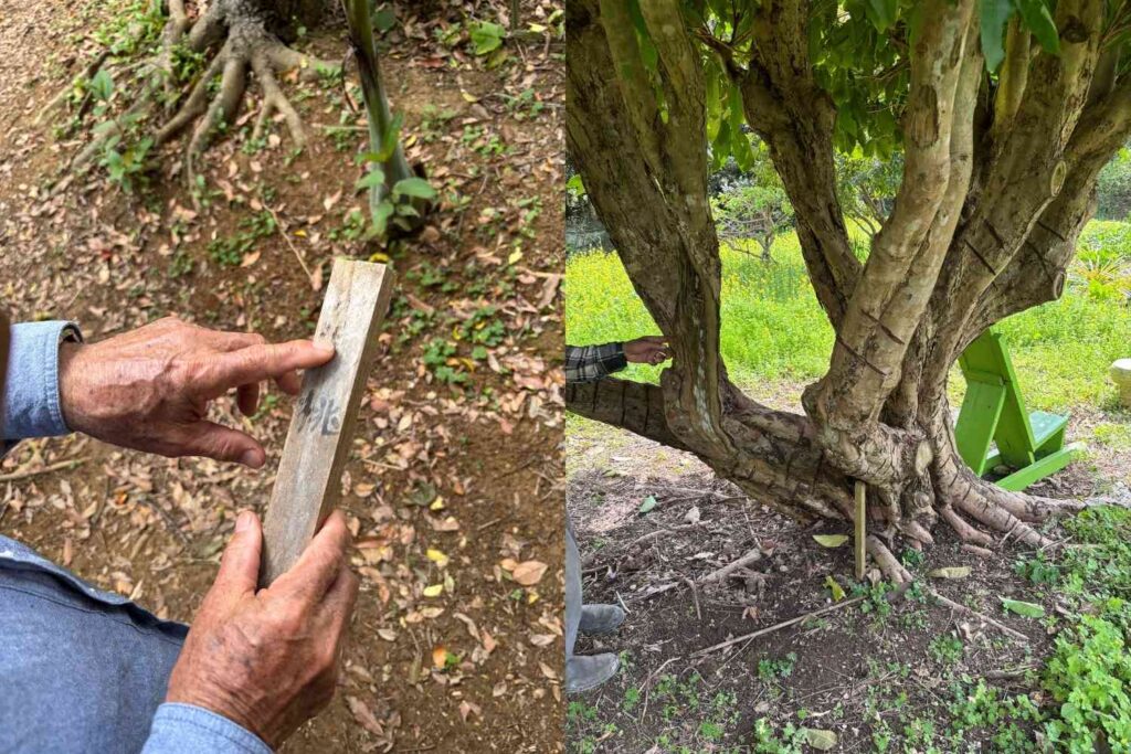 沖縄今帰仁村のフルーツ王