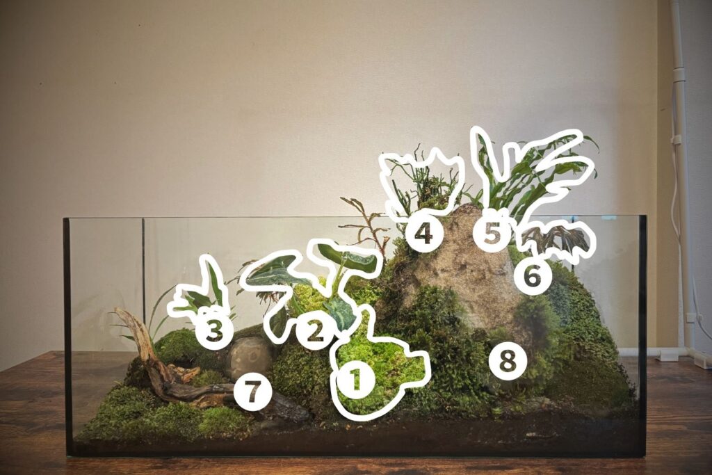 苔テラリウムを構成する植物の解説図