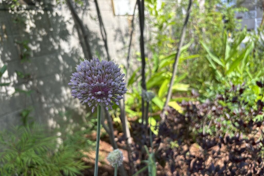 西洋リーキ(アリウム)の球状の花